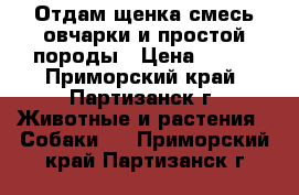 Отдам щенка смесь овчарки и простой породы › Цена ­ 100 - Приморский край, Партизанск г. Животные и растения » Собаки   . Приморский край,Партизанск г.